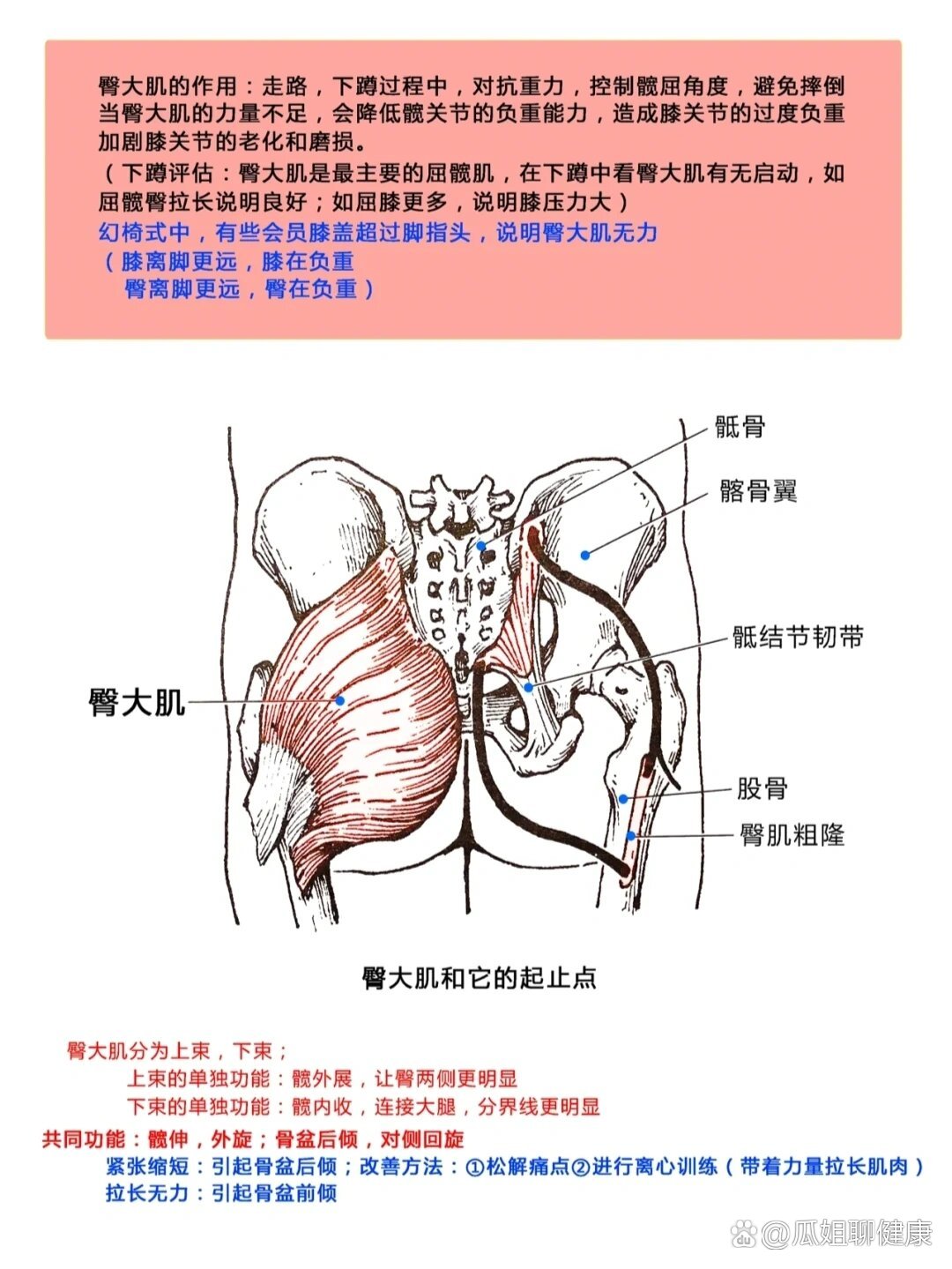 臀大肌及起止点