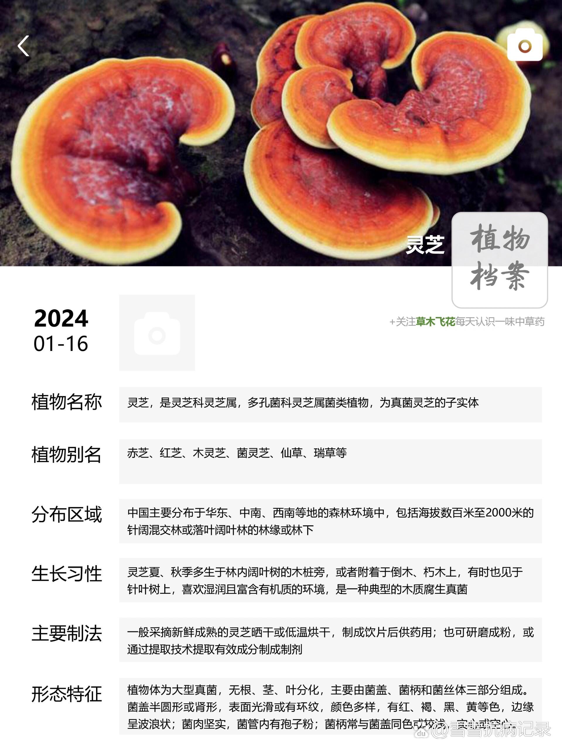 每天认识一味中草药-灵芝7815