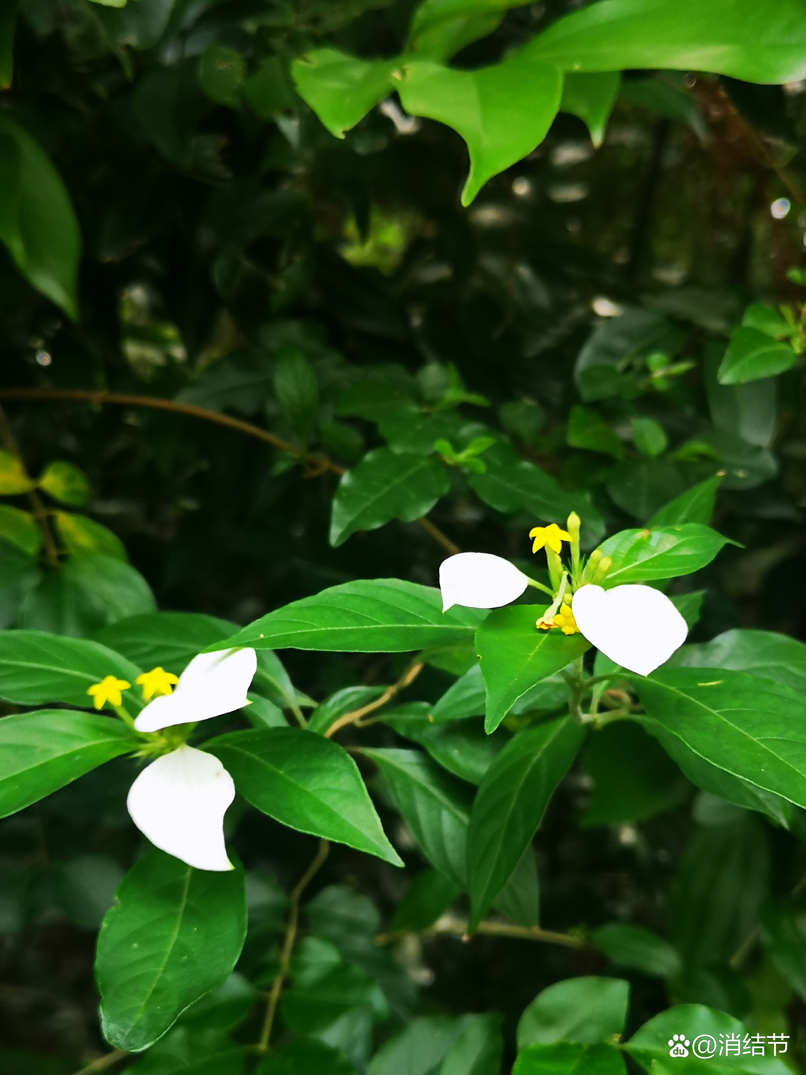91绿色植被中的淡雅花卉,仿佛是大自然的诗行,诉说着宁静与和谐.