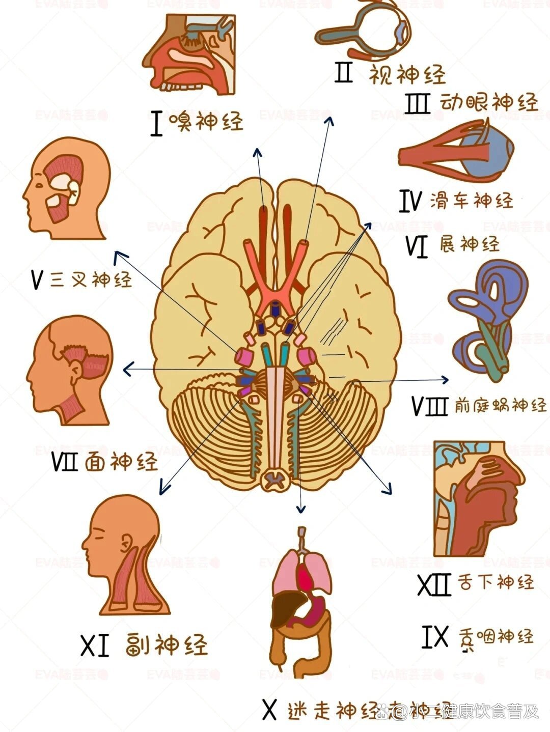 十二对脑神经