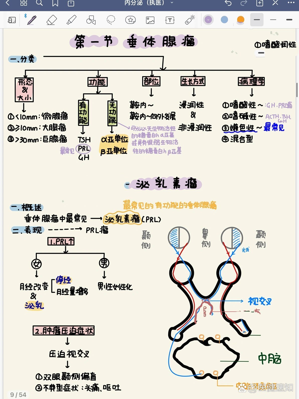 儿童脑垂体大小对照表图片