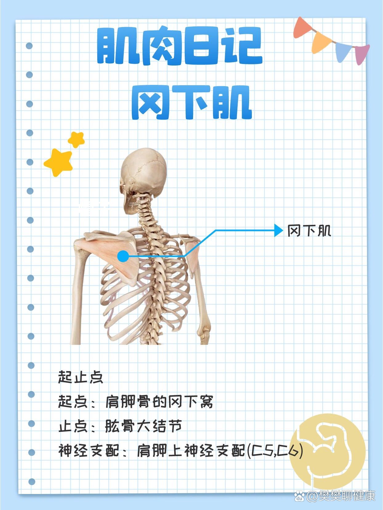 头后大直肌起止点图片