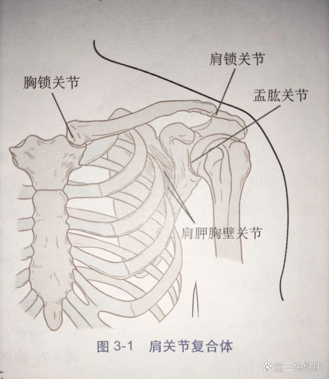 肩部名称图解图片