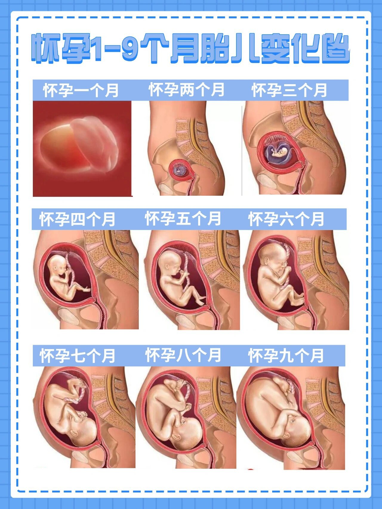孕九周胎儿位置示意图图片