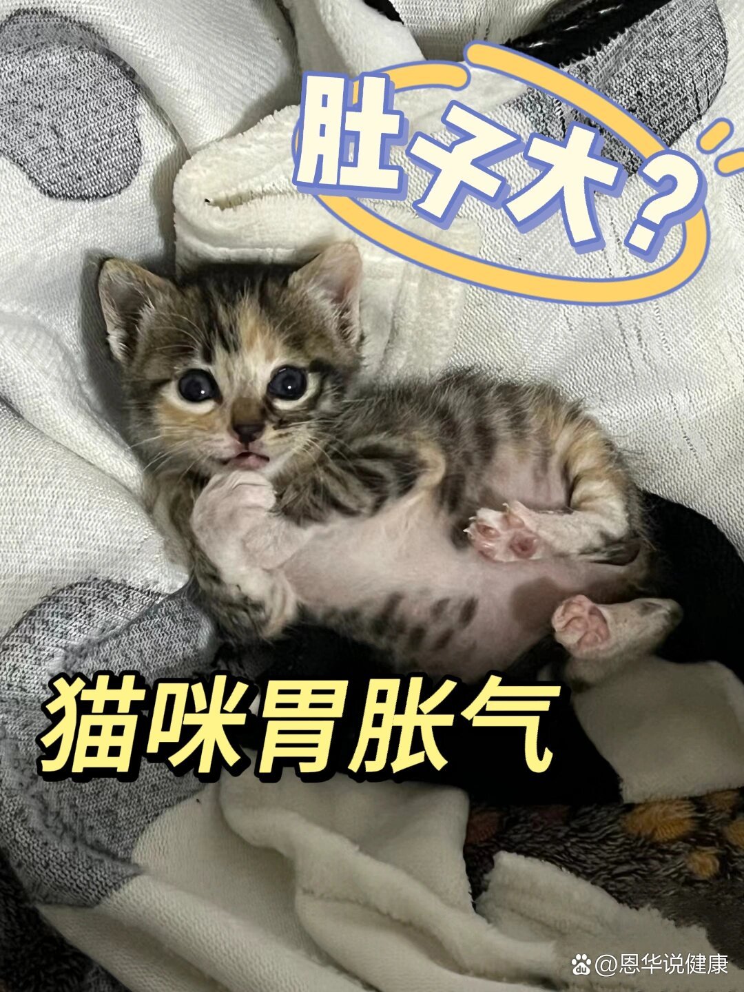 养猫小知识95小猫咪胃胀气也不要忽视