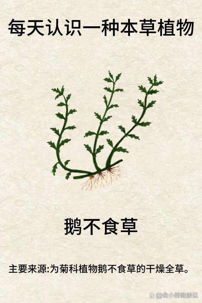 鹅不吃草功效图片