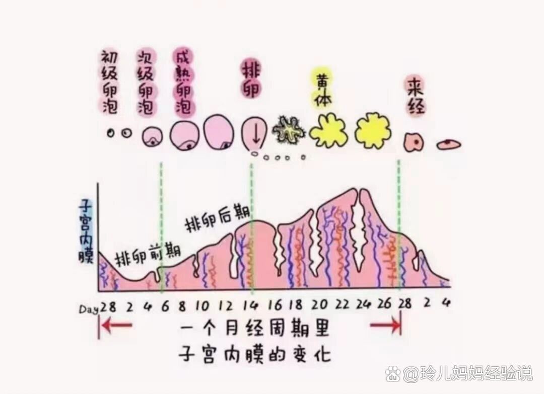 子宫内膜周期性的变化