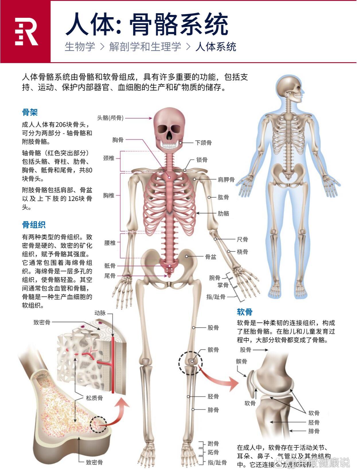 p 一张图看懂人体的骨骼系统 br 人体骨骼系统是一个复杂而精密的结构