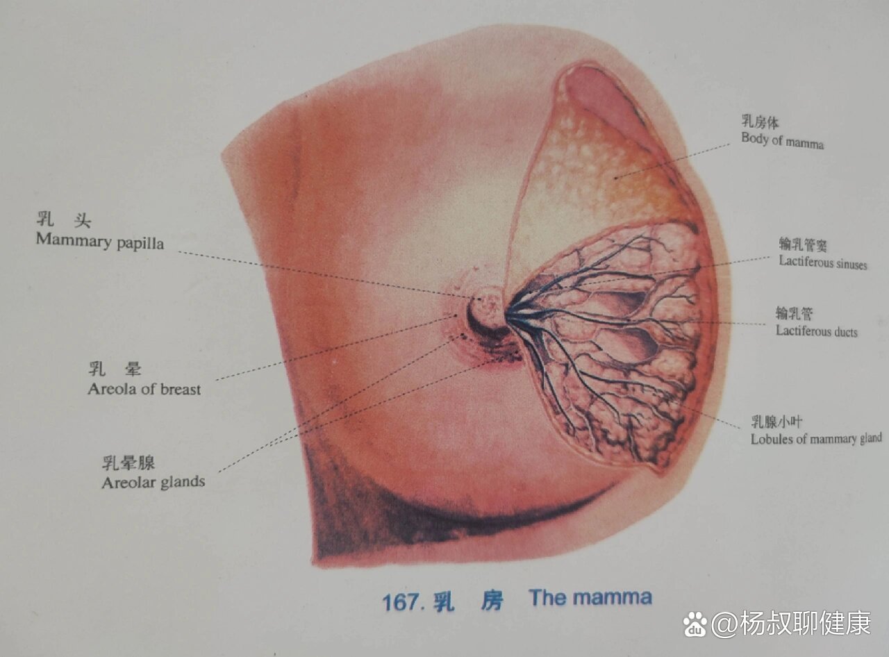 乳房橘子皮状图片