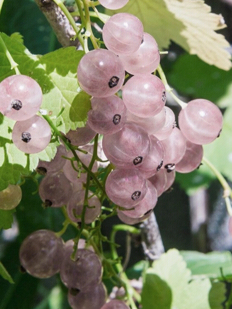 醋栗|迷人又酸涩!