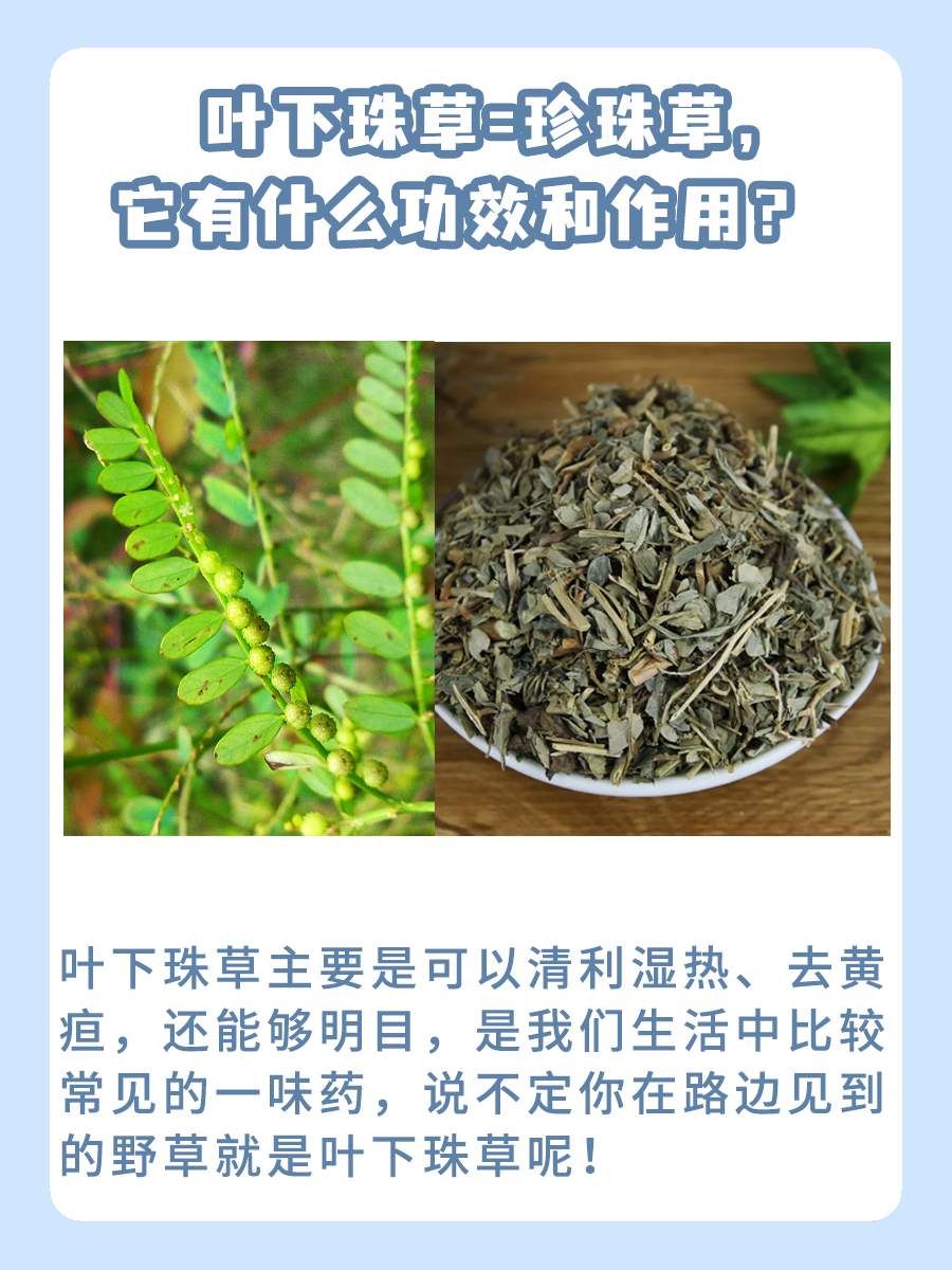 叶下珠草=珍珠草,它有什么功效和作用?