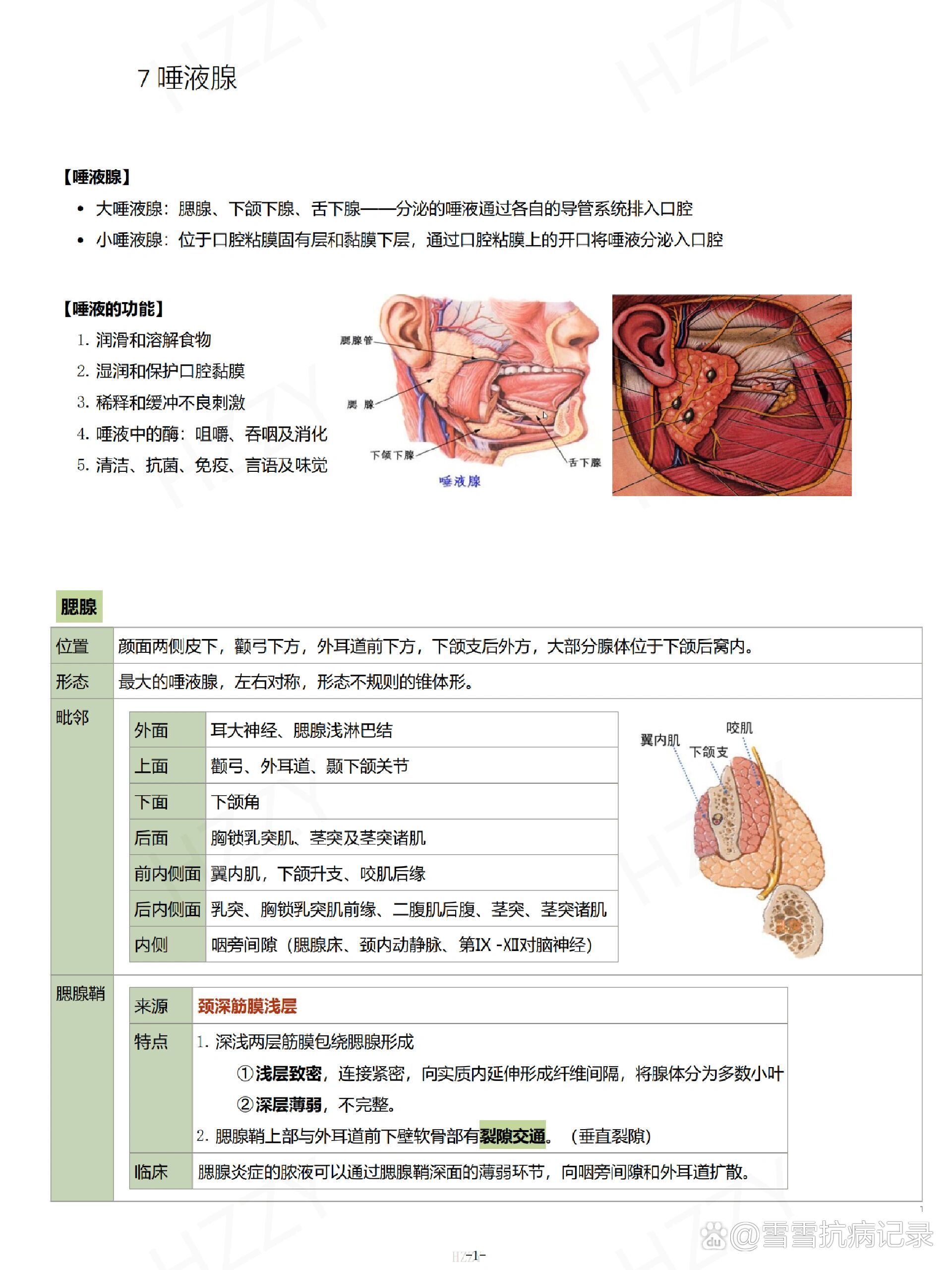 口解|(7)唾液腺