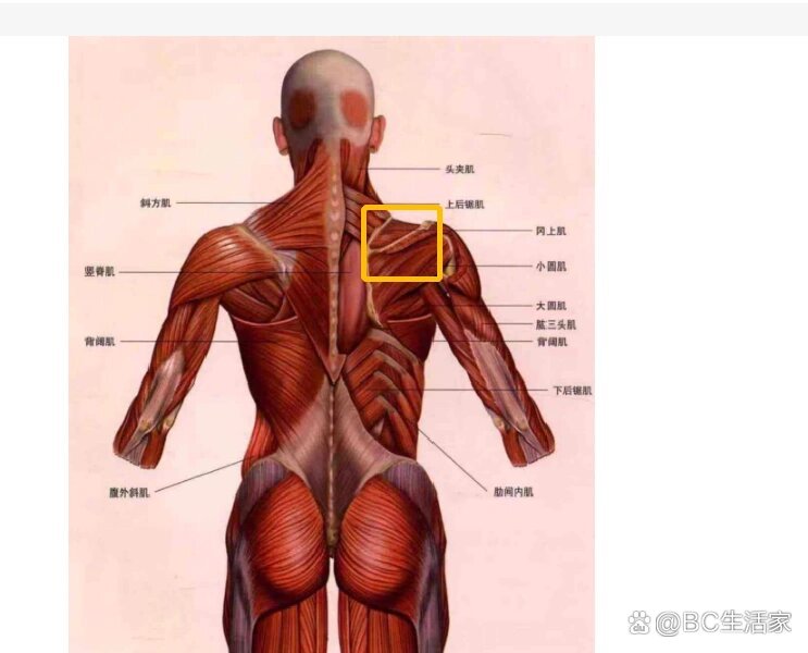 肩胛骨疼痛位置示意图图片