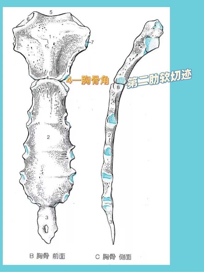 胸骨下角名词解释图片