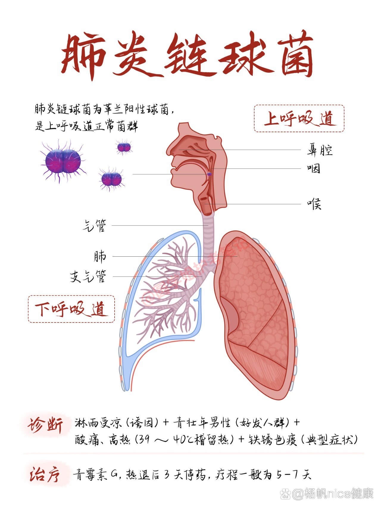 肺炎双球菌结构图片