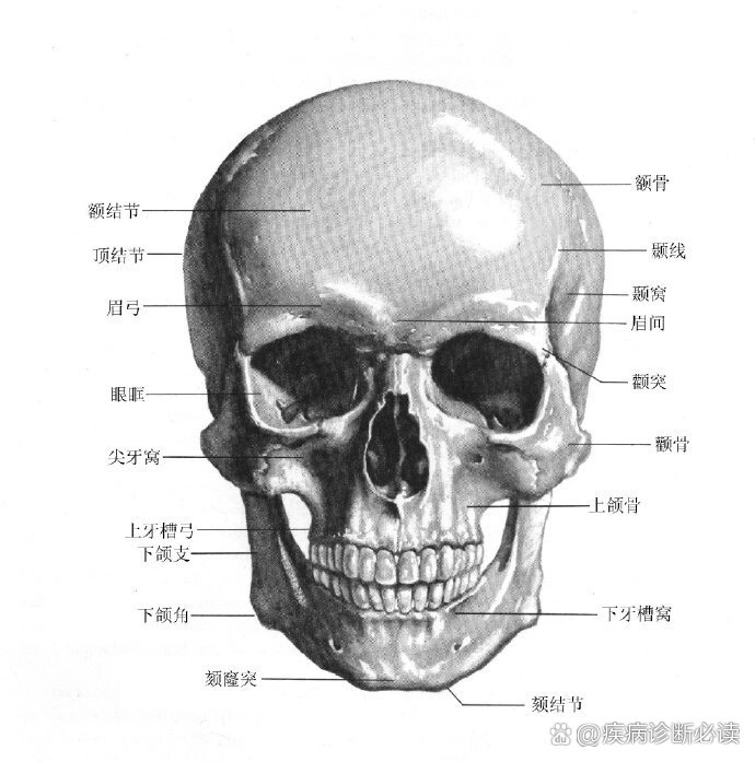 头骨四视图图片