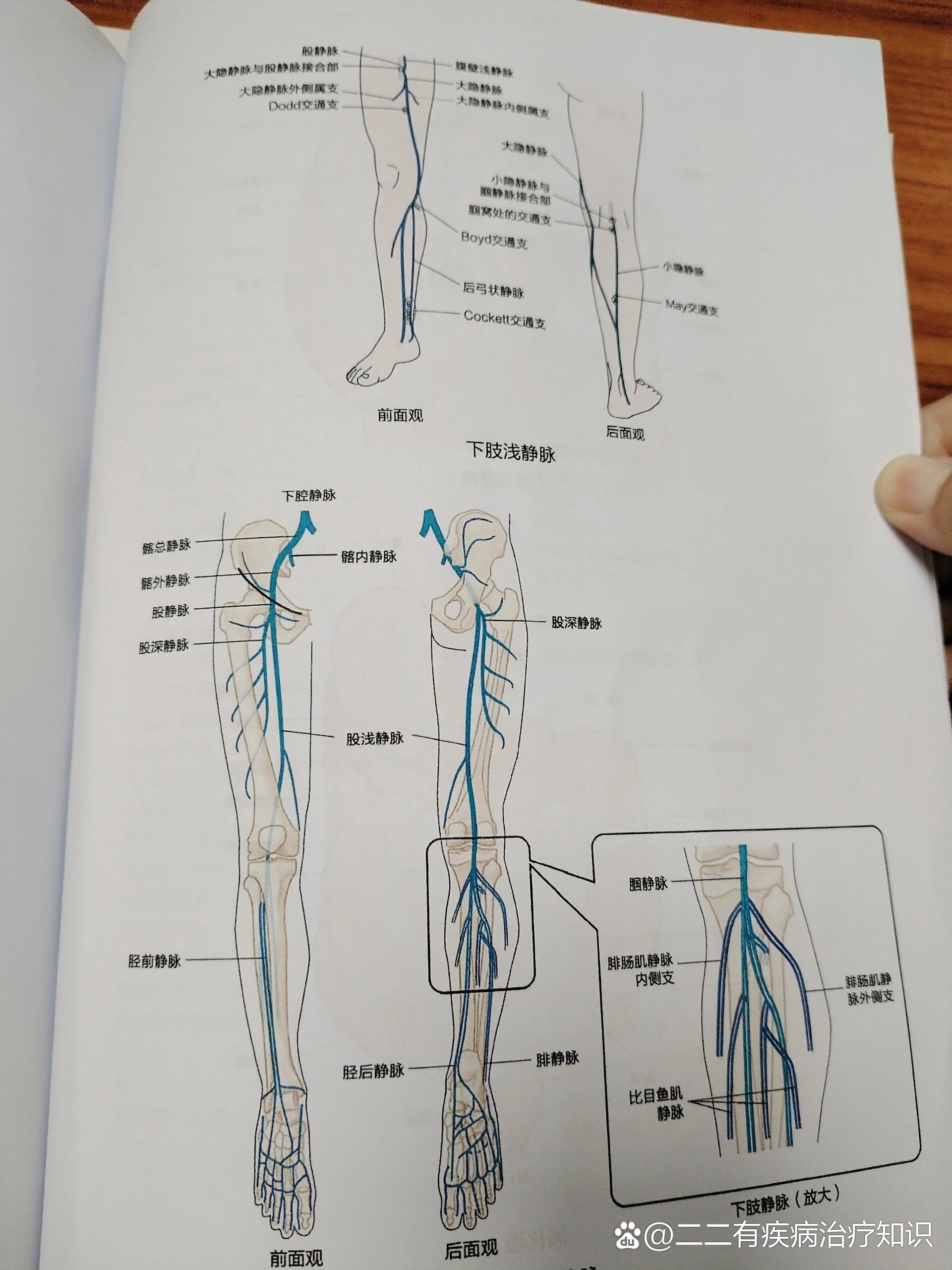 下肢动脉与下肢静脉