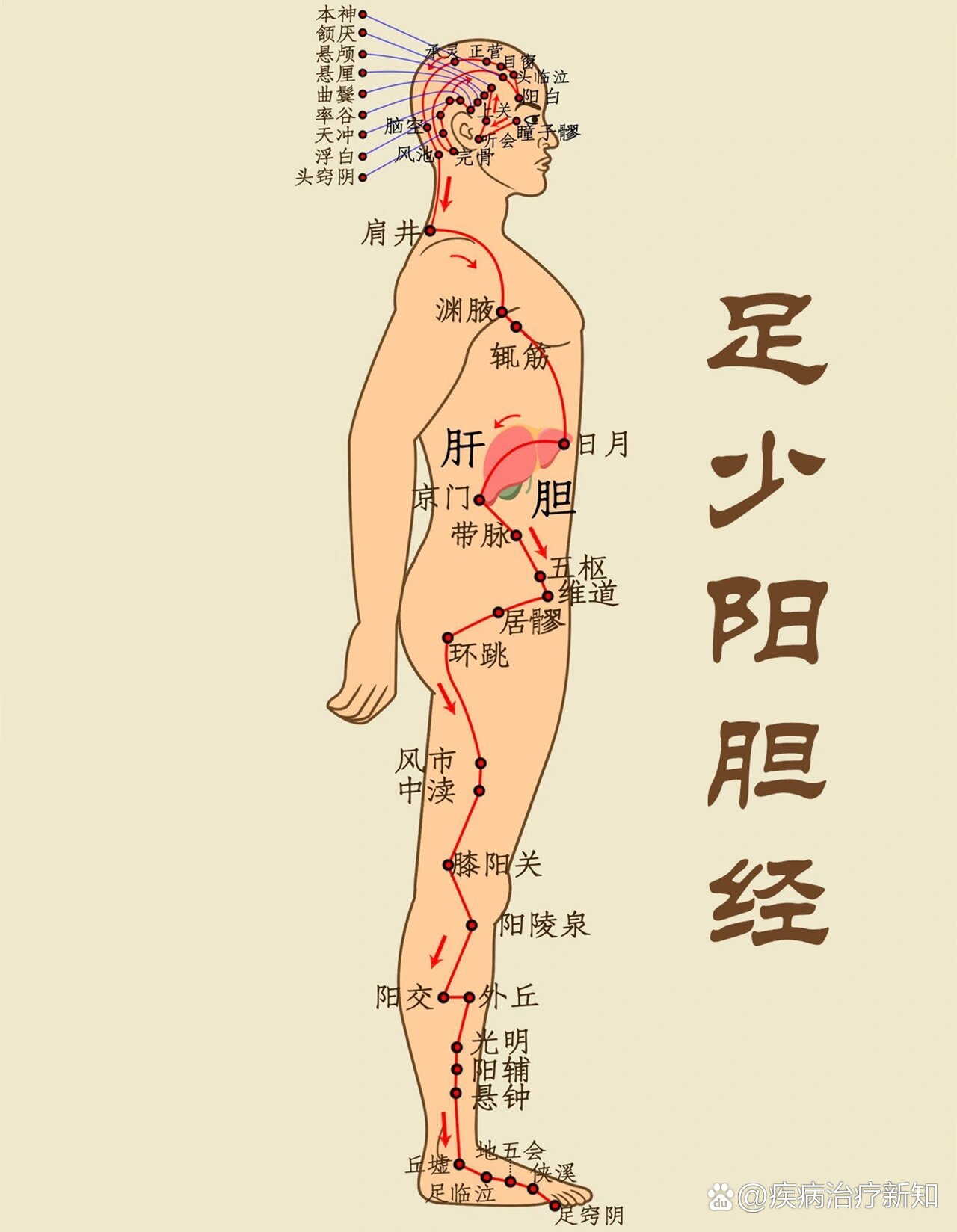 每天敲胆经