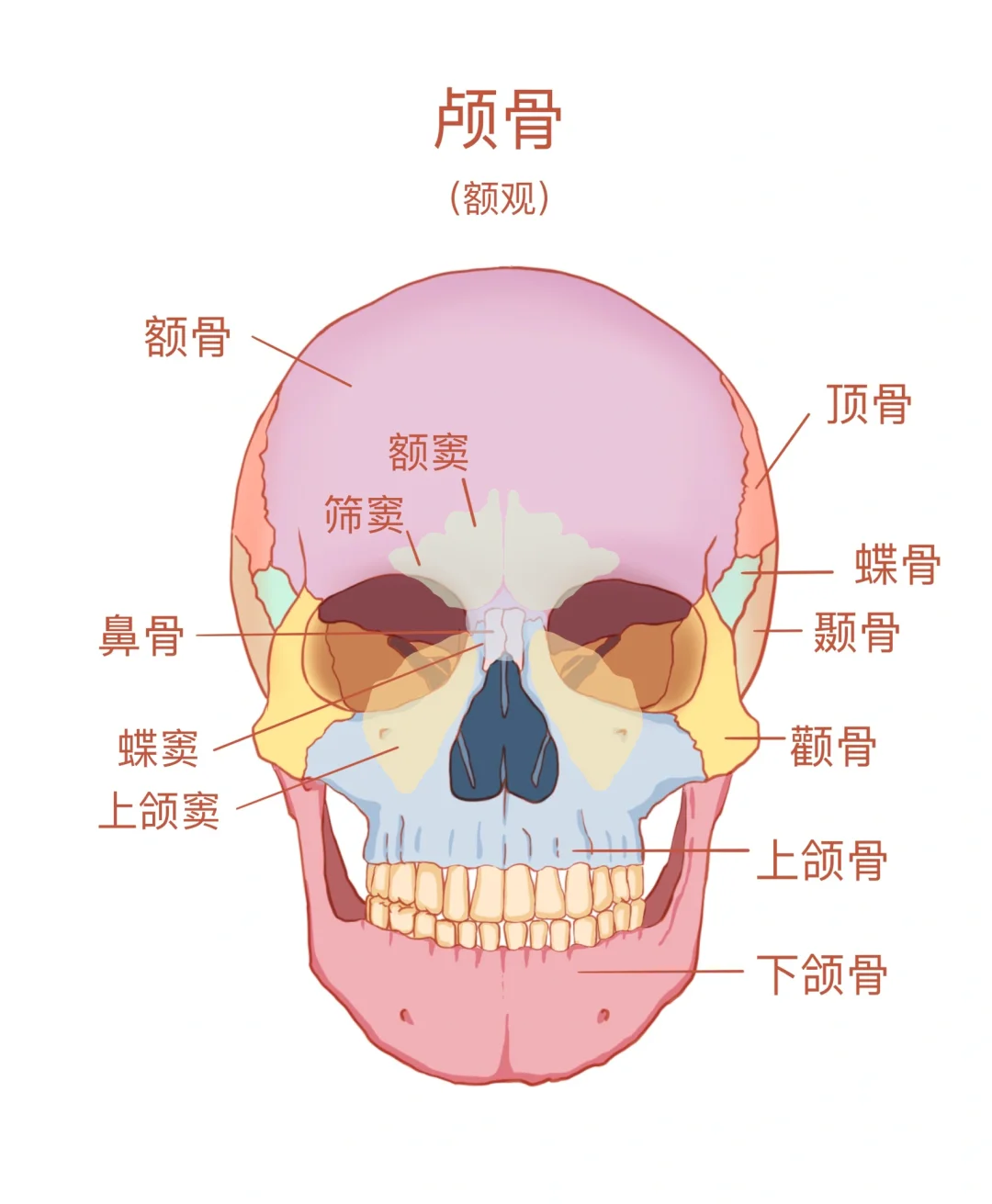 🧠颅骨解剖图谱重绘：脑颅骨与颜面颅骨详解