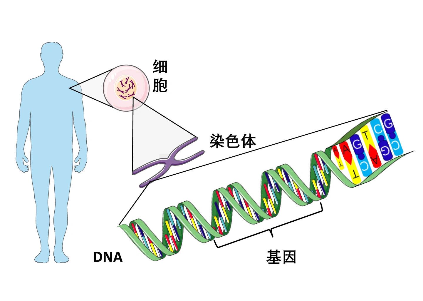 染色体上的基因型图解图片