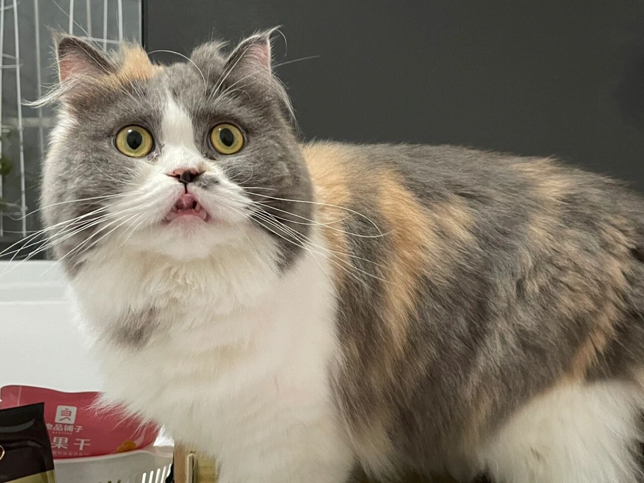 这个事情最开始是国庆我出门回来发现床上地上很多像图二上芝麻一样的