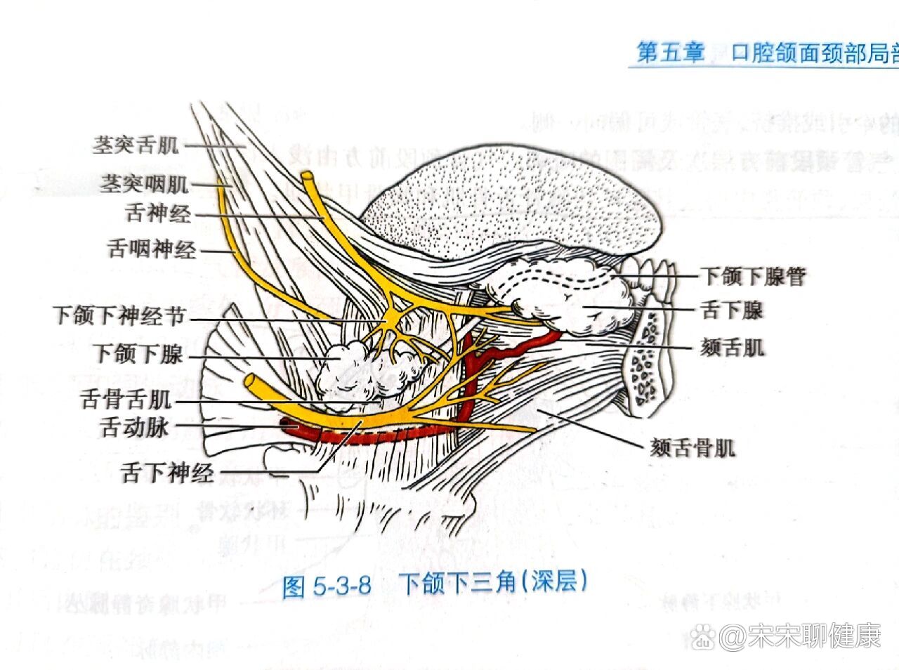 怎样区分舌神经与下颌下腺导管