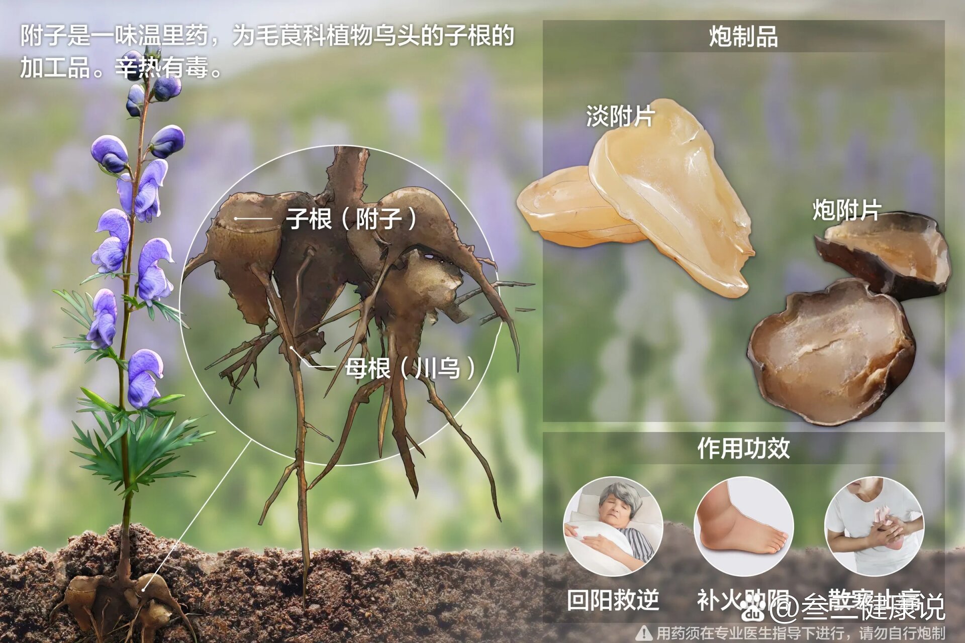 附子seo 全网资源