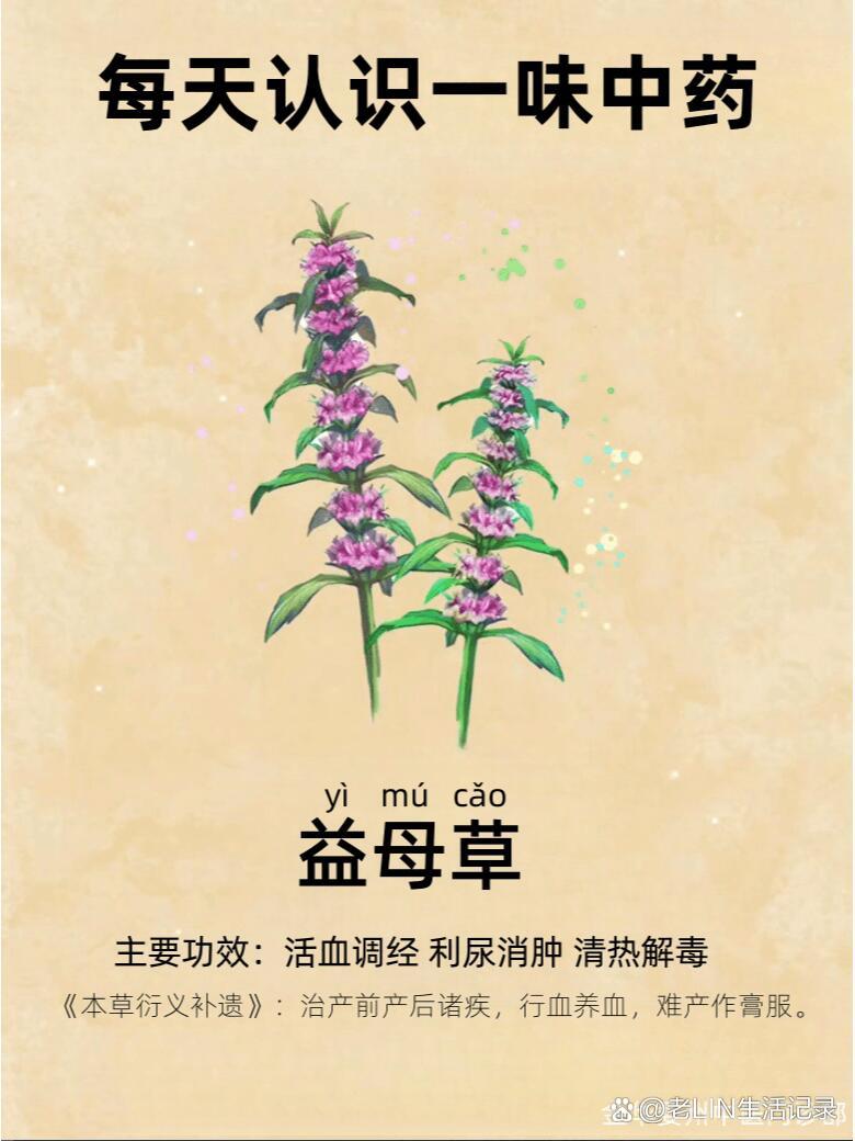 益母草功能功效图片