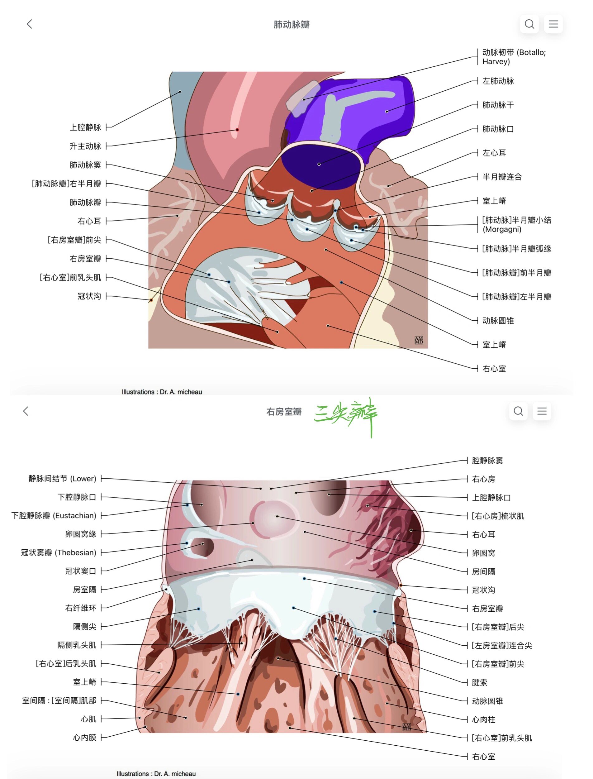 每天坚持学解剖