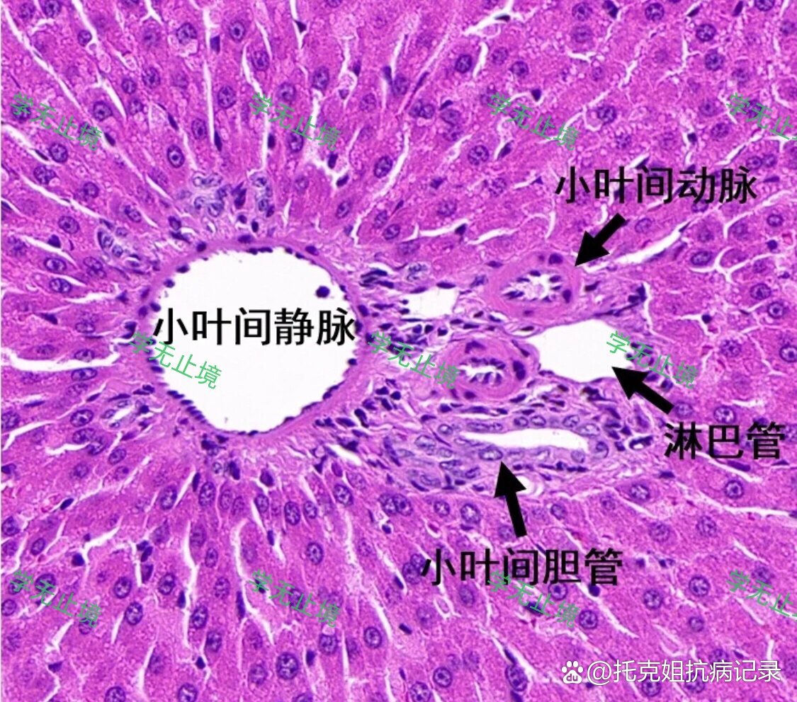 大鼠或小鼠的肝脏可以分为4叶,依次是左叶,中叶,右叶,尾叶.