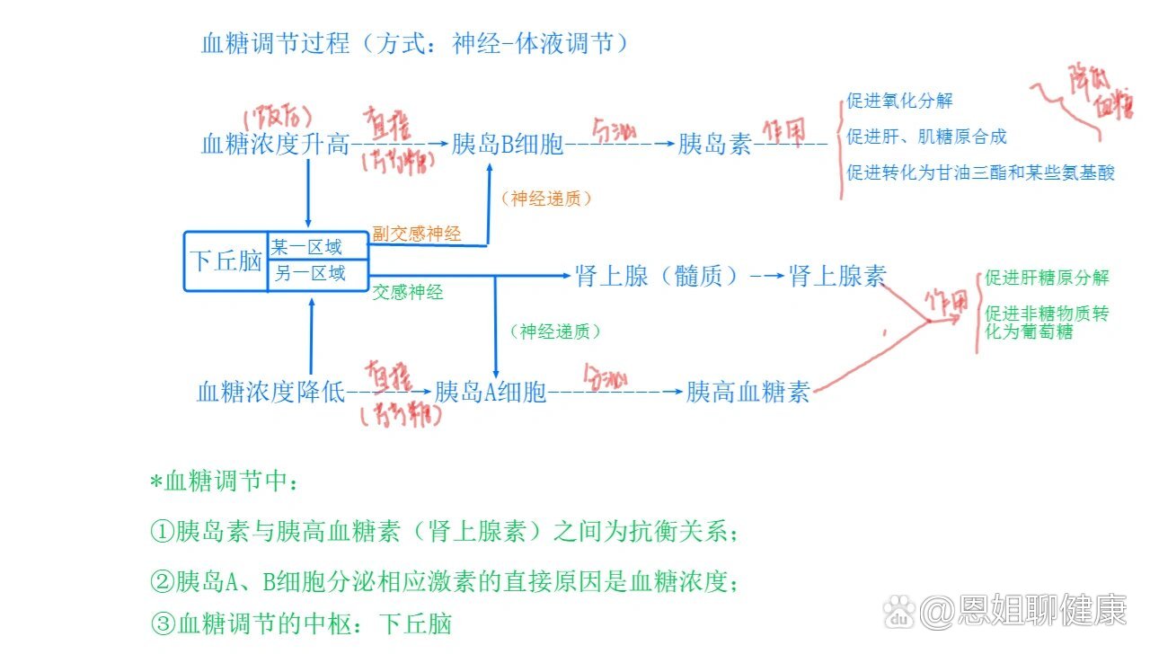 体液免疫过程图解图片