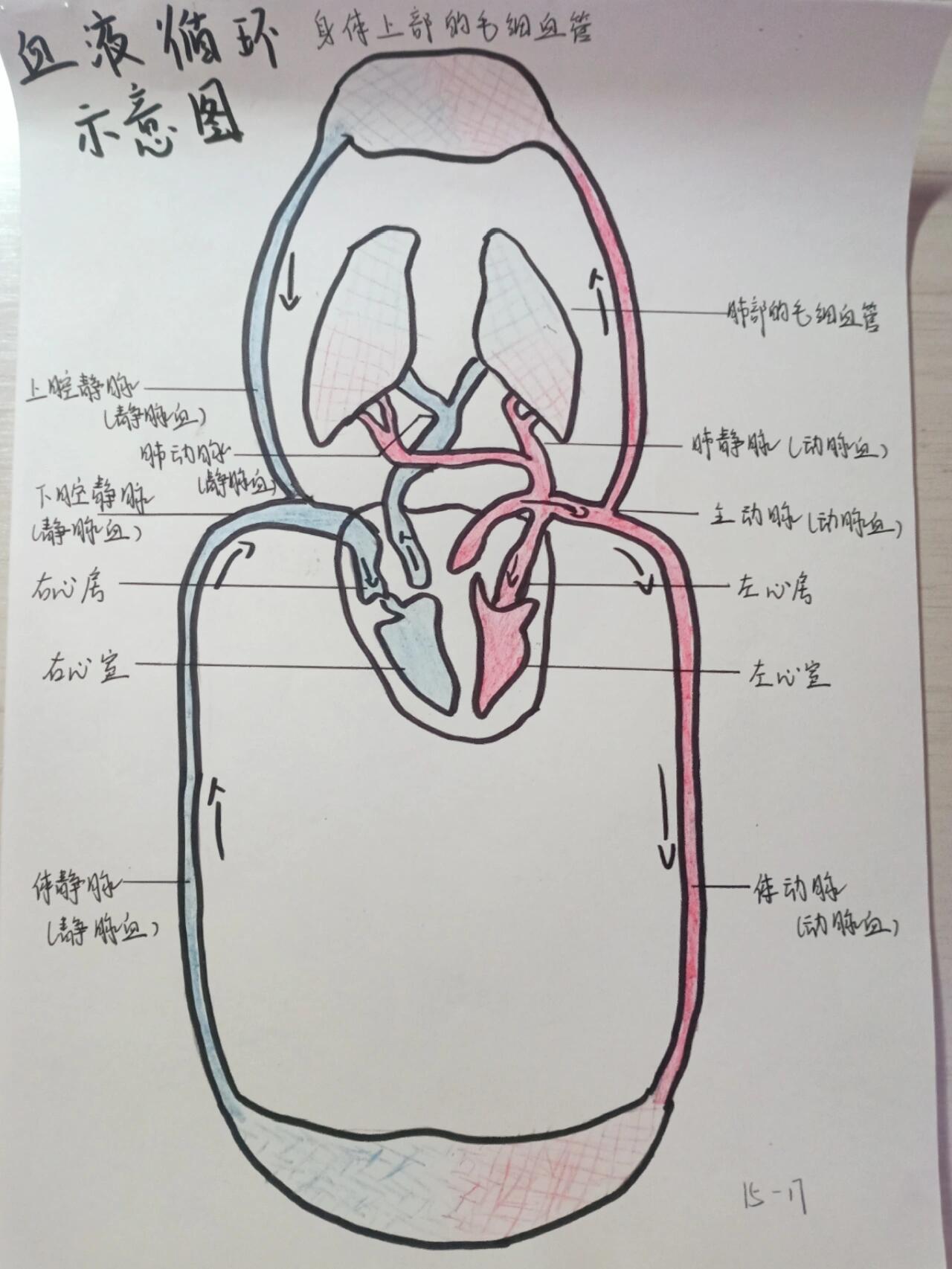 生物上册血液循环示意图