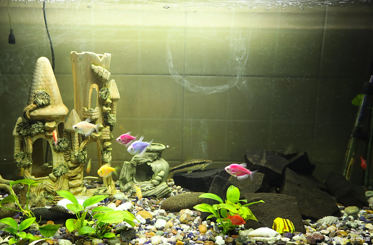 鱼缸水泵用不对，鱼死水浑全白忙！这6 个正确用法，新手也能轻松上手