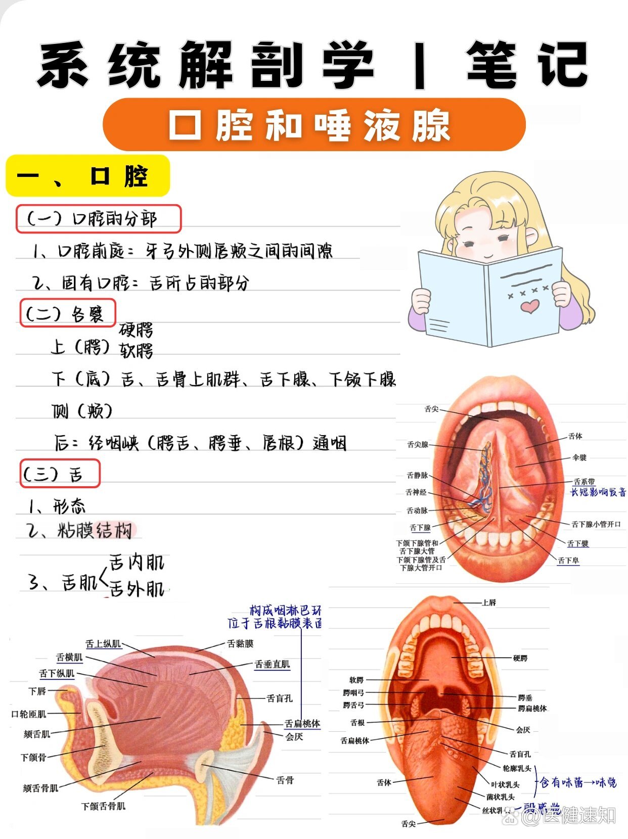 唾液腺简笔画图片