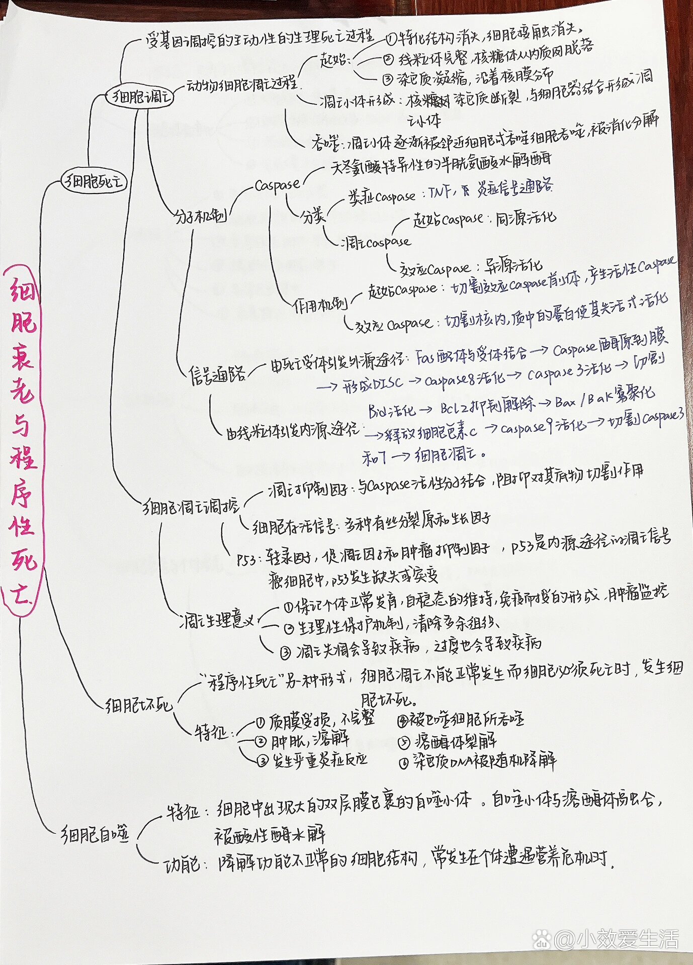 细胞的癌变的思维导图图片