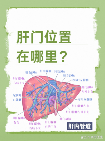 肝门位置在哪里？