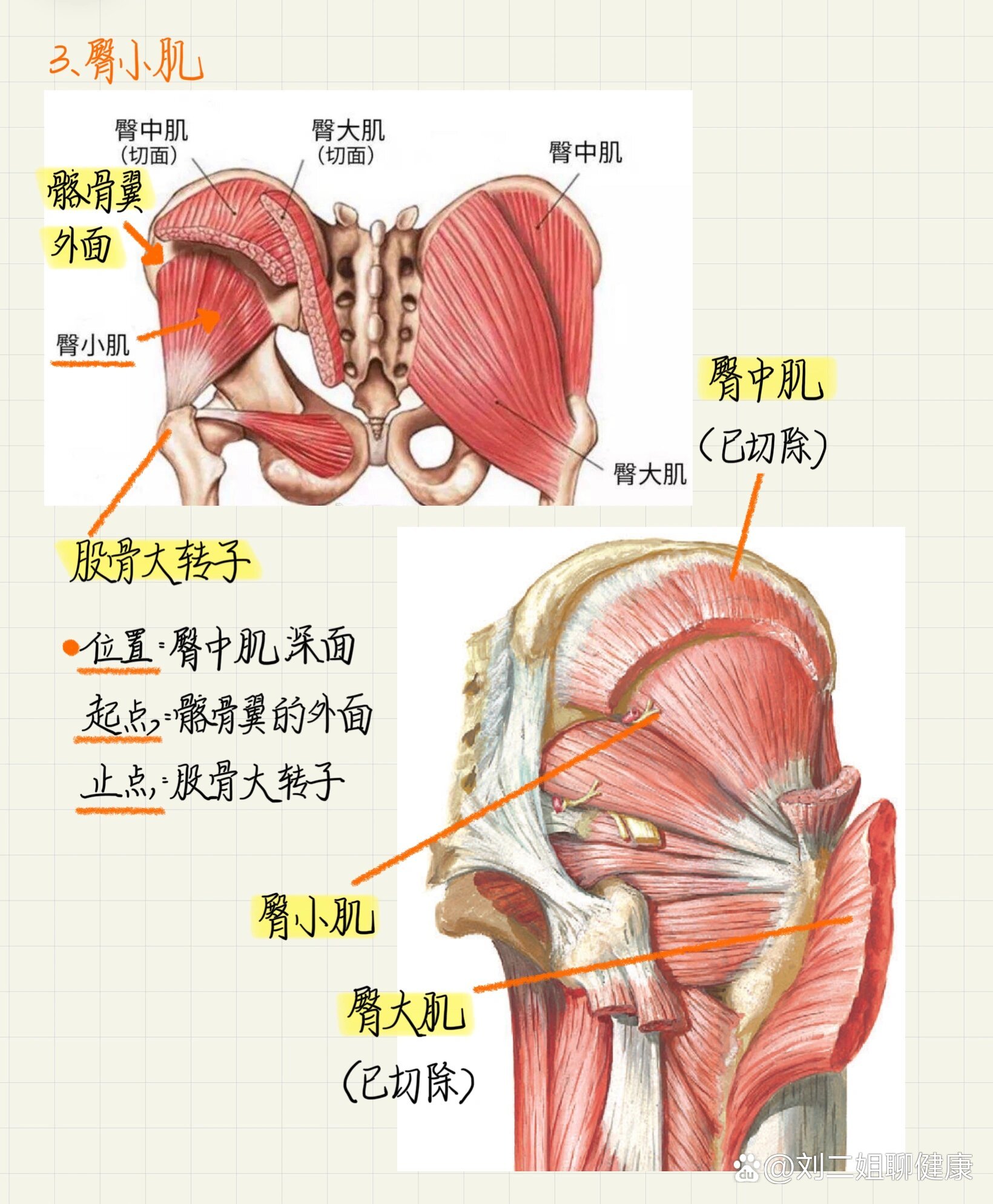 系统解剖学