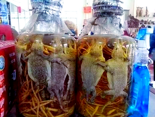 探秘药酒世界的“五毒”及其神奇功效