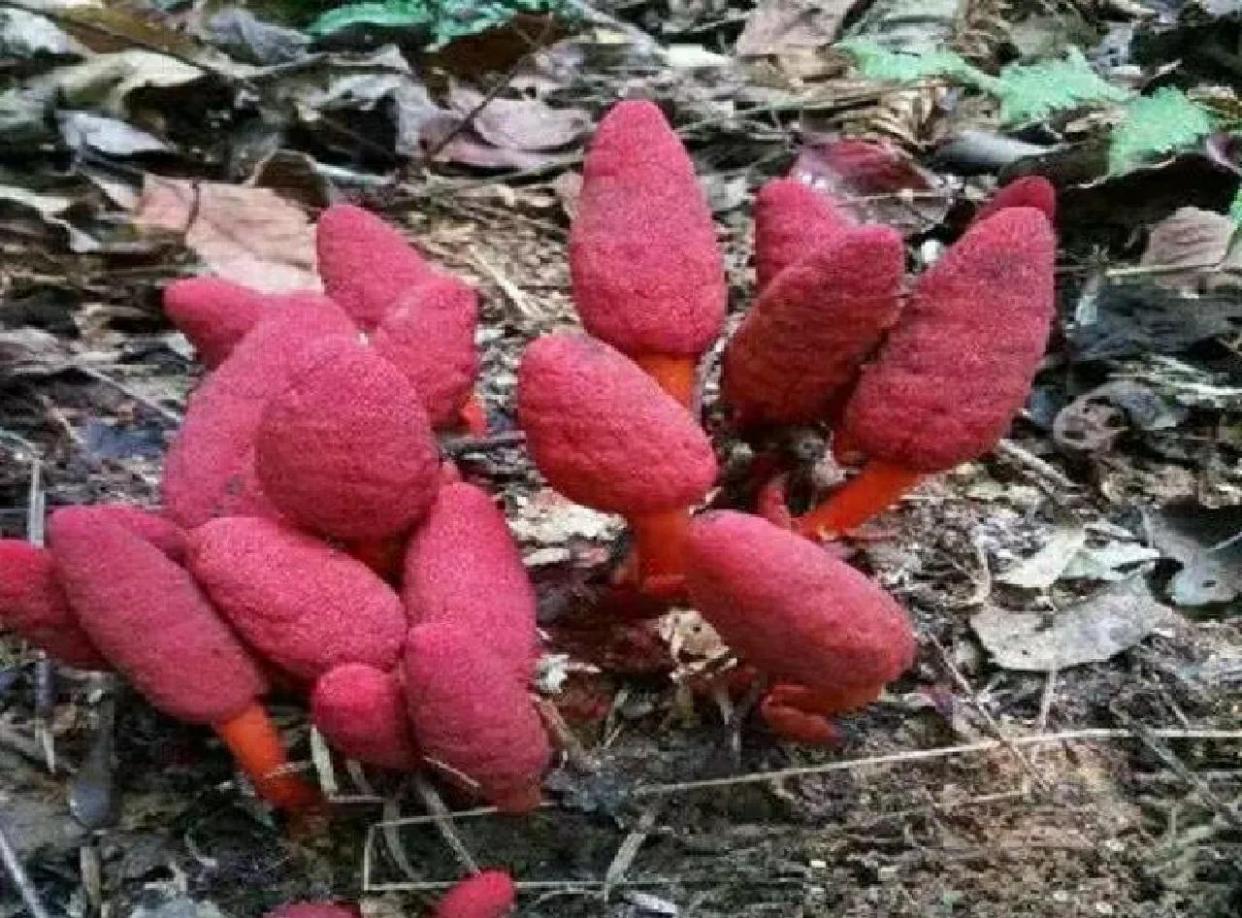 丽江高原野生回春草的四大功效