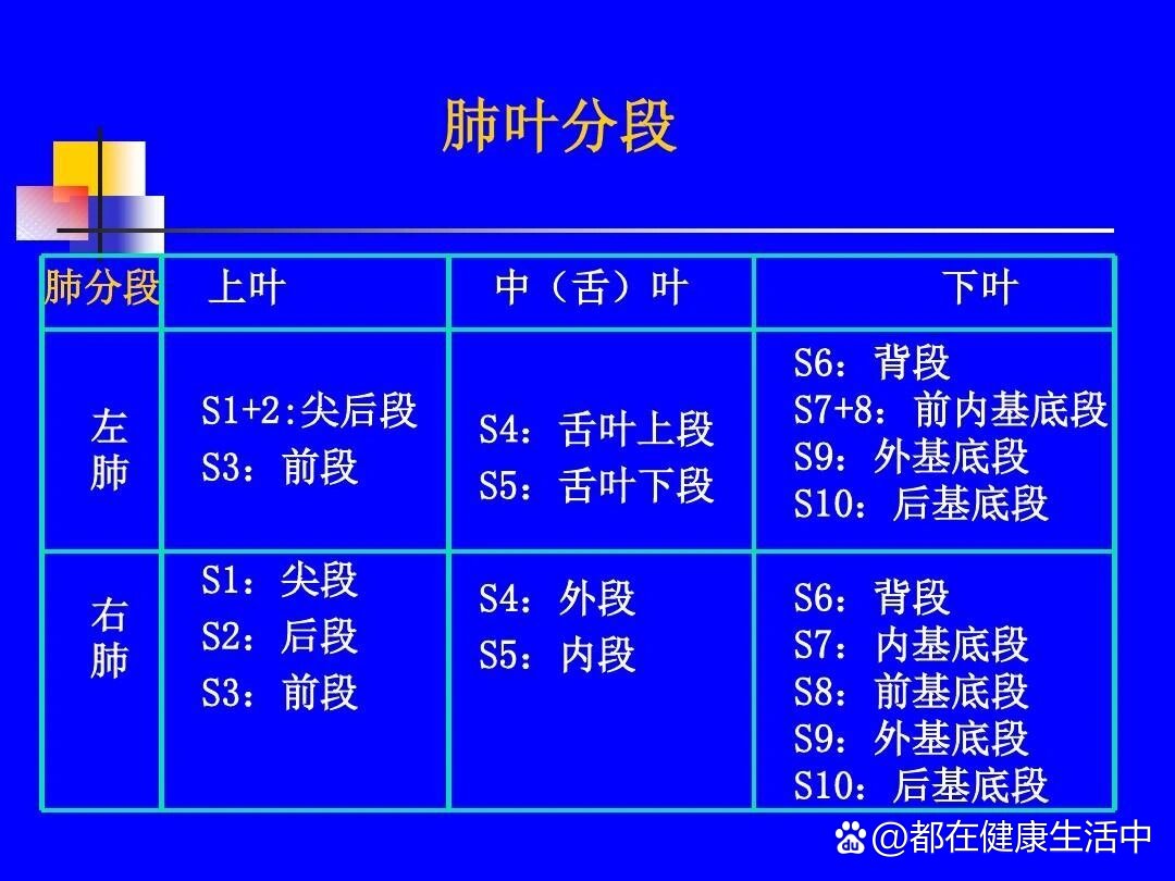 左肺小舌解剖图图片