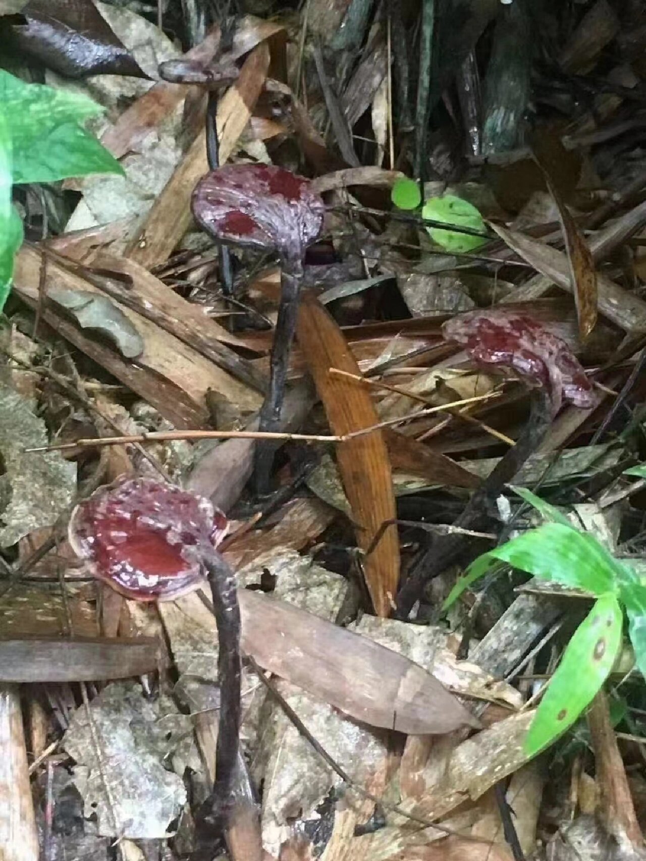 竹灵芝图片 全网资源