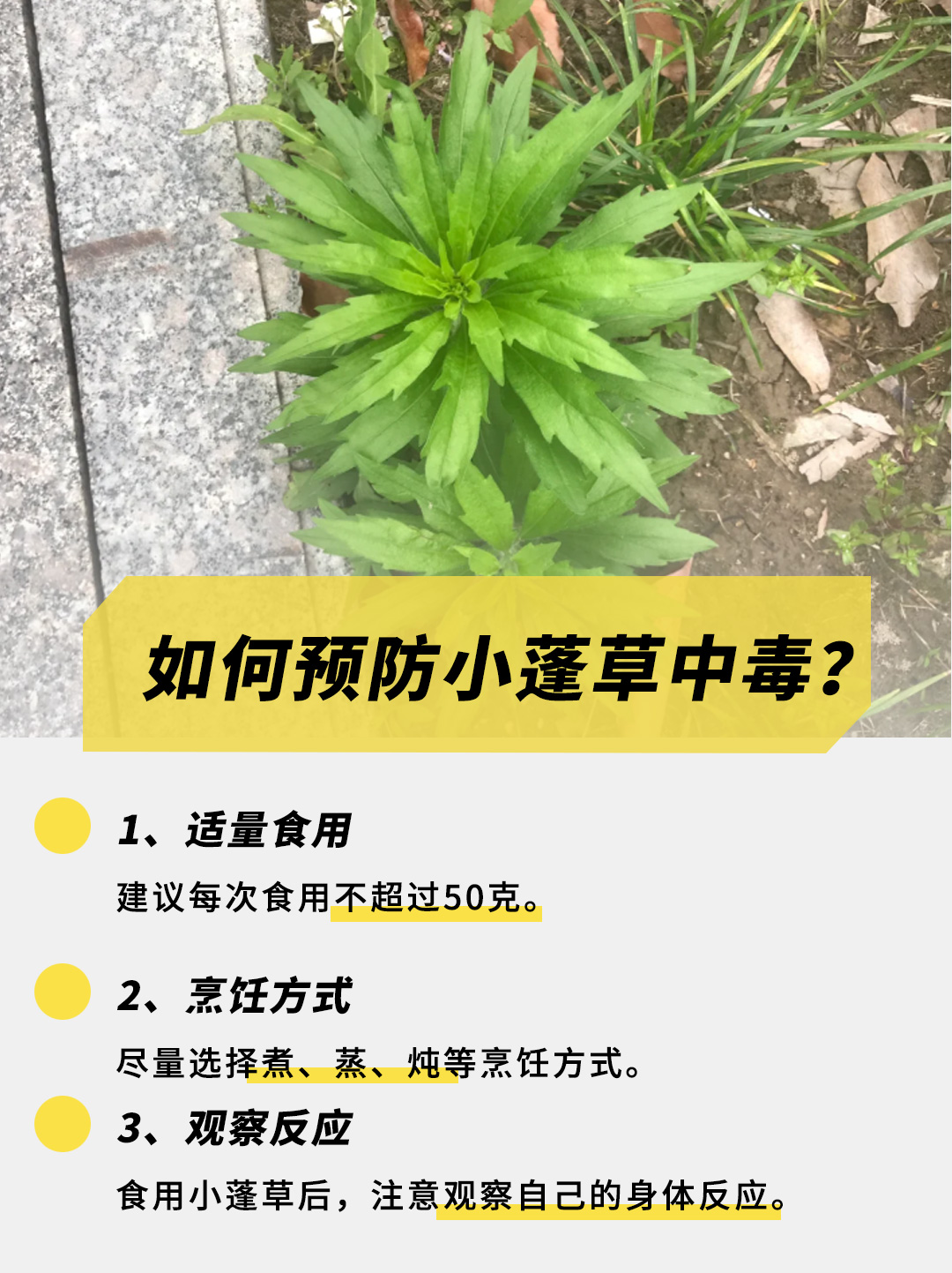 小蓬草食用方法图片