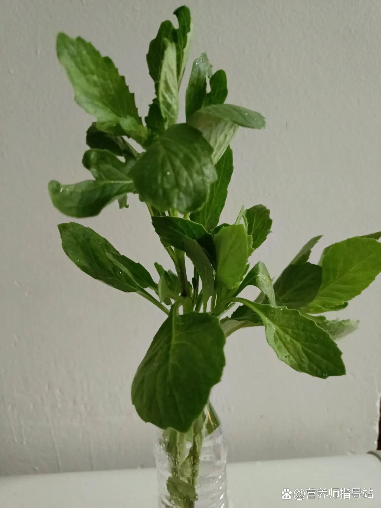 的青草植物,具有清热解毒,消肿止痛,凉血化瘀的作用,其功效类似片仔癀