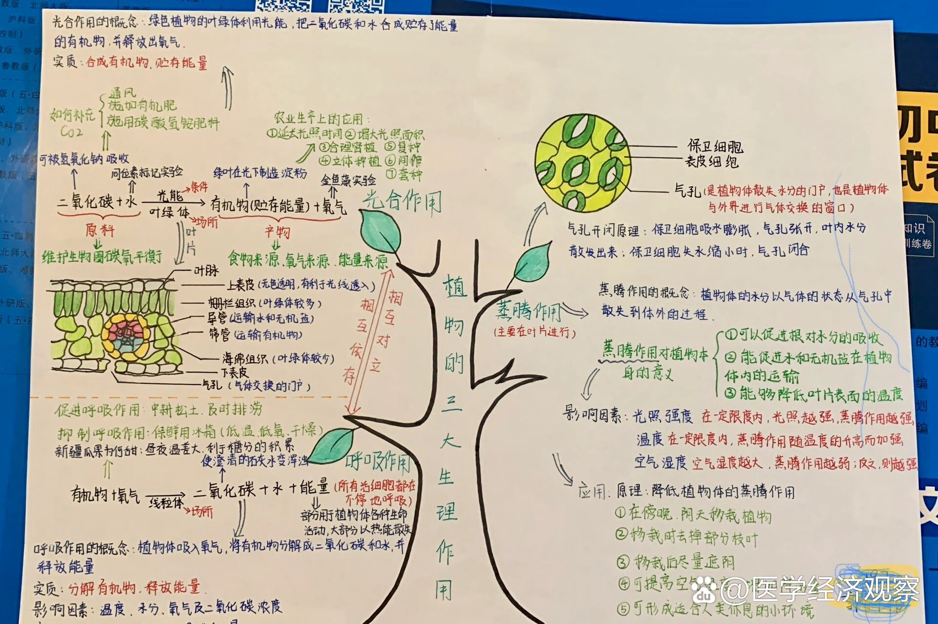 p 植物的三大生理作用 思维导图 /p