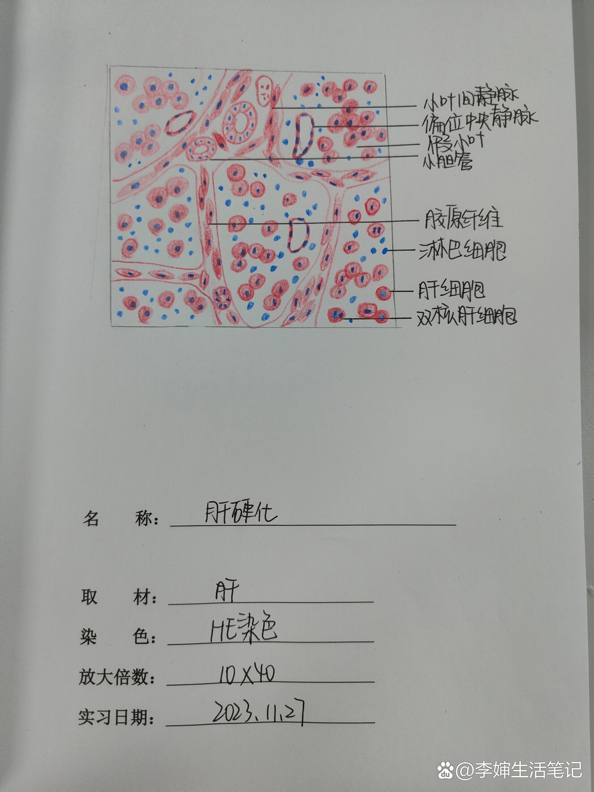 肝红蓝铅笔手绘图图片