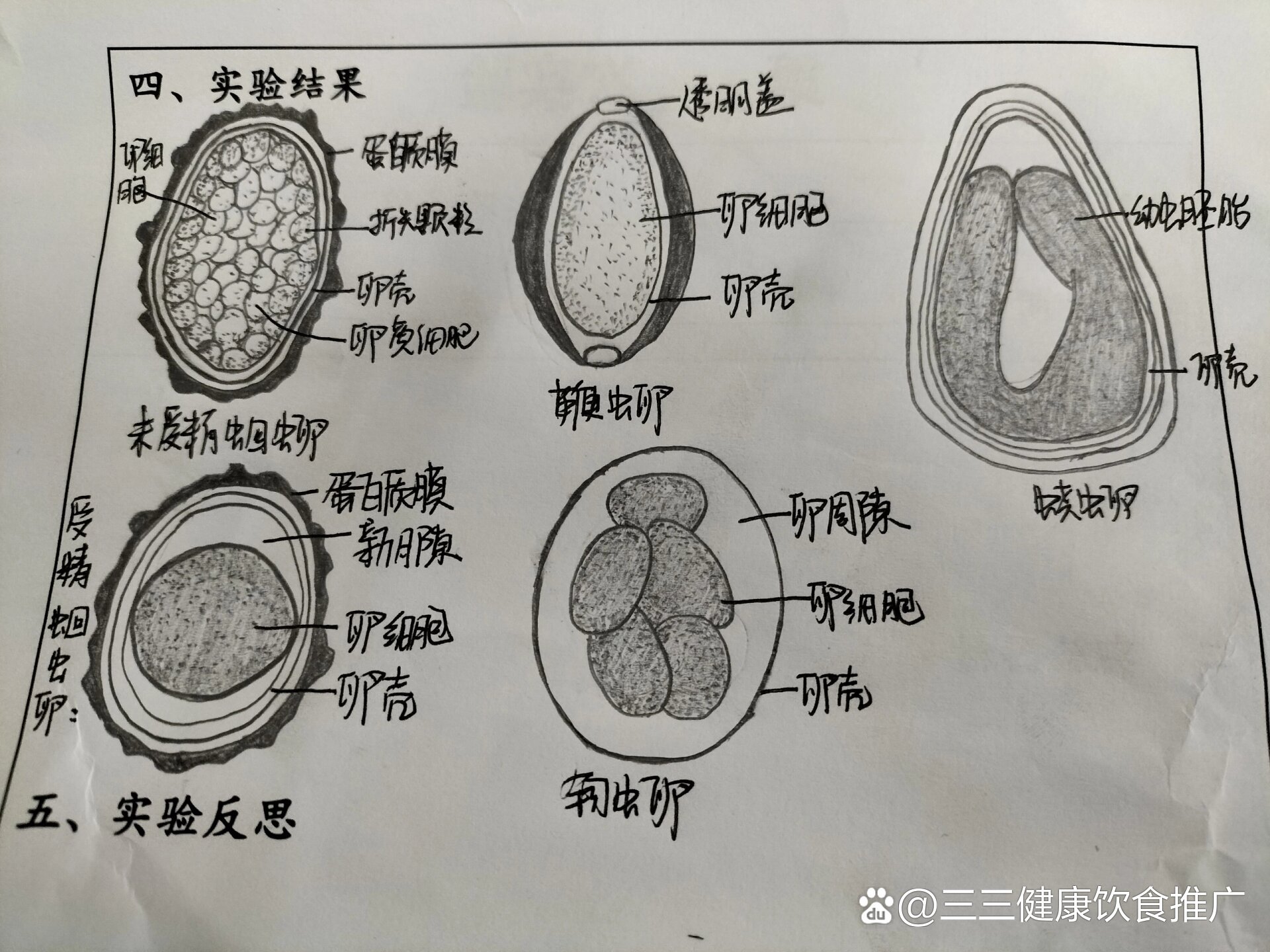 寄生虫形态学绘图图片