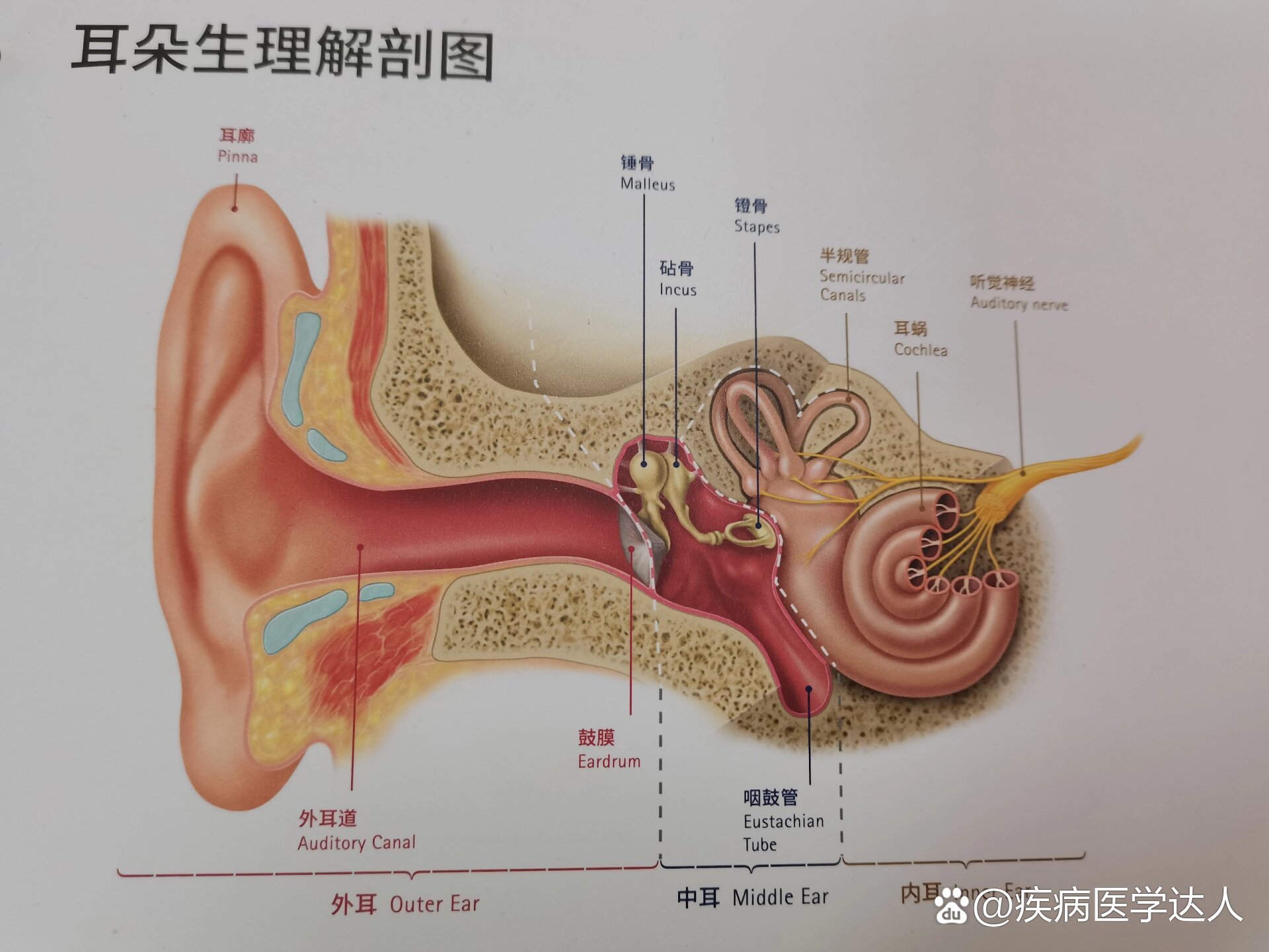 正常耳道内壁图片图片