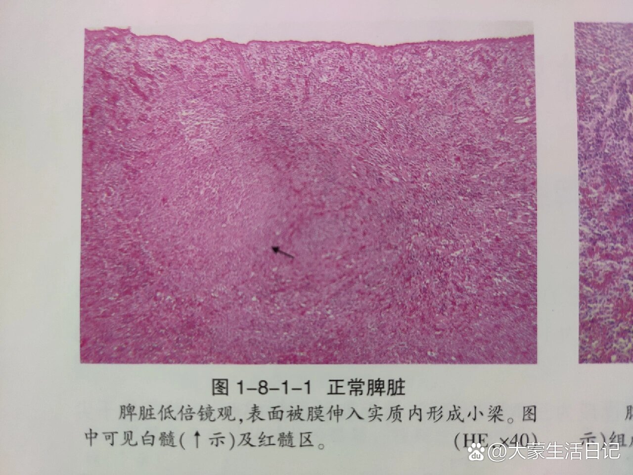 小鼠脾脏手绘图片图片