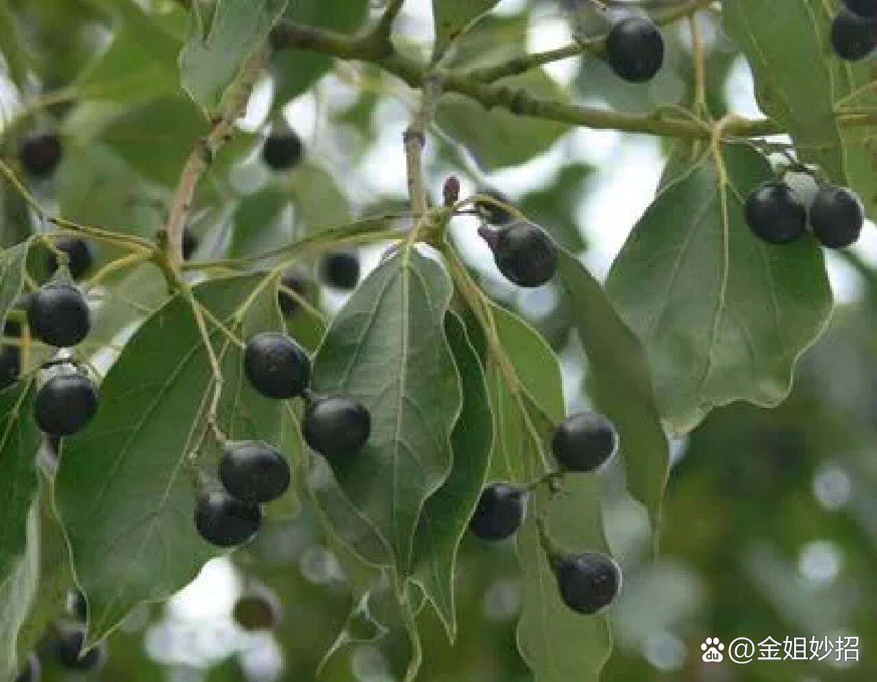 药性赋——樟脑(4)