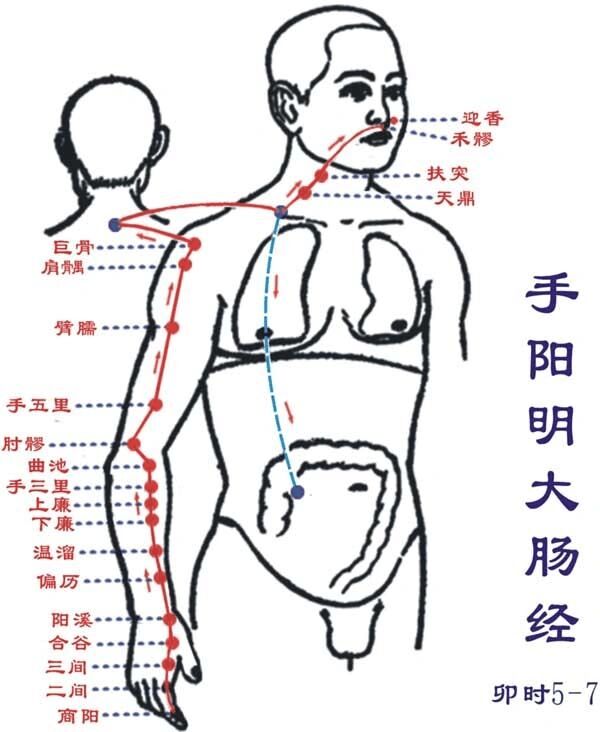 大肠经络图位置清晰图图片